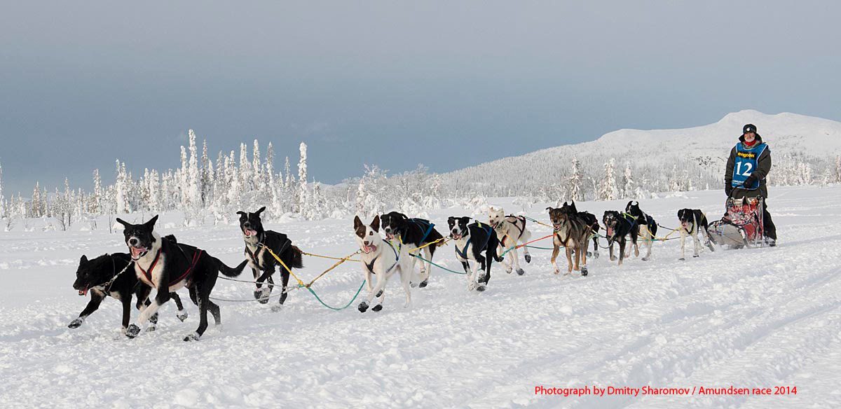 Amundsen Mid Scandinavian Sleddog Race — västar till förare, handlers, funktionärer och veterinär sedan starten 2008.